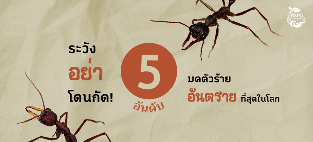 ระวังอย่าโดนกัด! 5 มดตัวร้ายที่อันตรายที่สุดในโลก