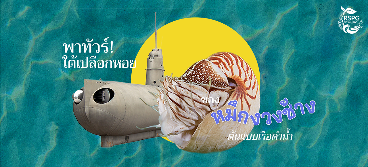 พาทัวร์ใต้เปลือกหอย! ของ “หมึกงวงช้าง” ต้นแบบเรือดำน้ำ