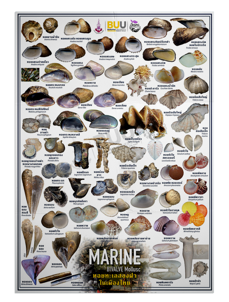 Marine – BIVALVE Mollusc หอยทะเลสองฝาในเมืองไทย