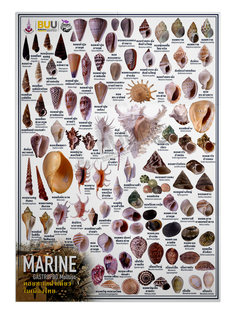 Marine – GASTROPODA Mollusc หอยทะเลฝาเดียวในเมืองไทย