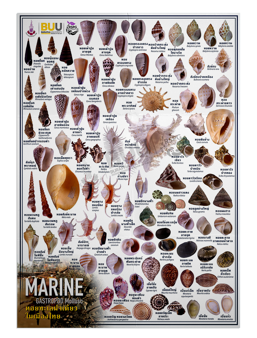 Marine – GASTROPODA Mollusc หอยทะเลฝาเดียวในเมืองไทย
