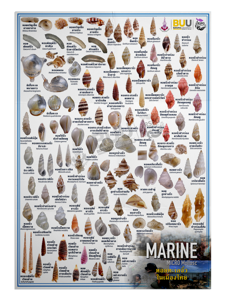 Marine – MICRO Mollusc หอยทะเลจิ๋วในเมืองไทย