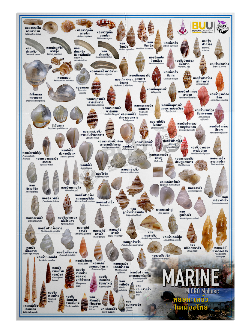 Marine – MICRO Mollusc หอยทะเลจิ๋วในเมืองไทย