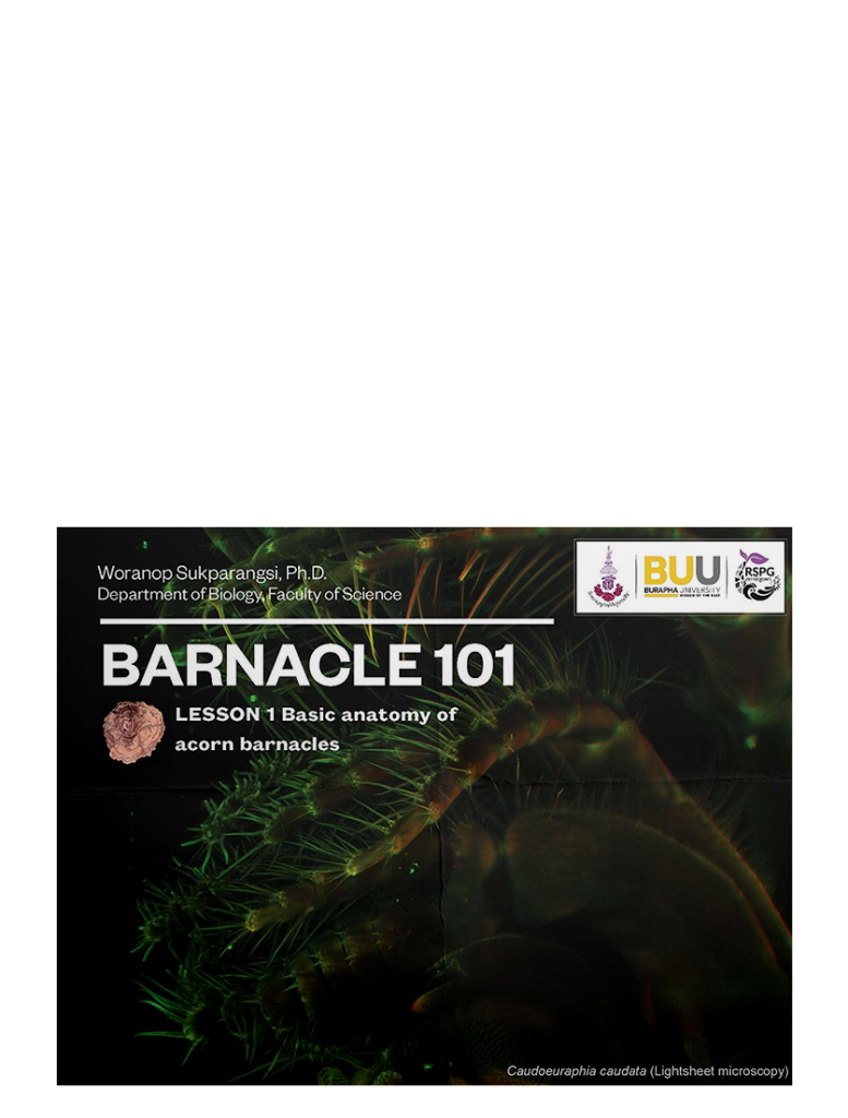 BARNACLE 101 : LESSON 1 Basic anatomy of acorn barnacles