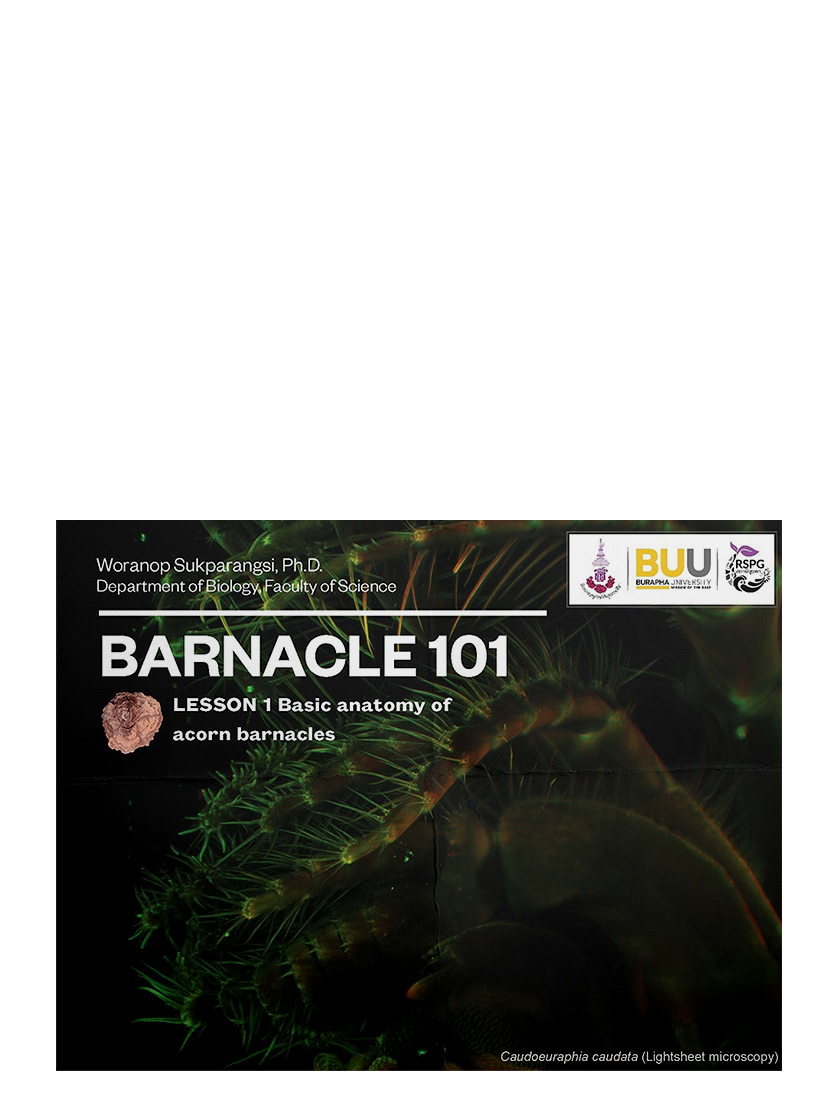 BARNACLE 101 : LESSON 1 Basic anatomy of acorn barnacles
