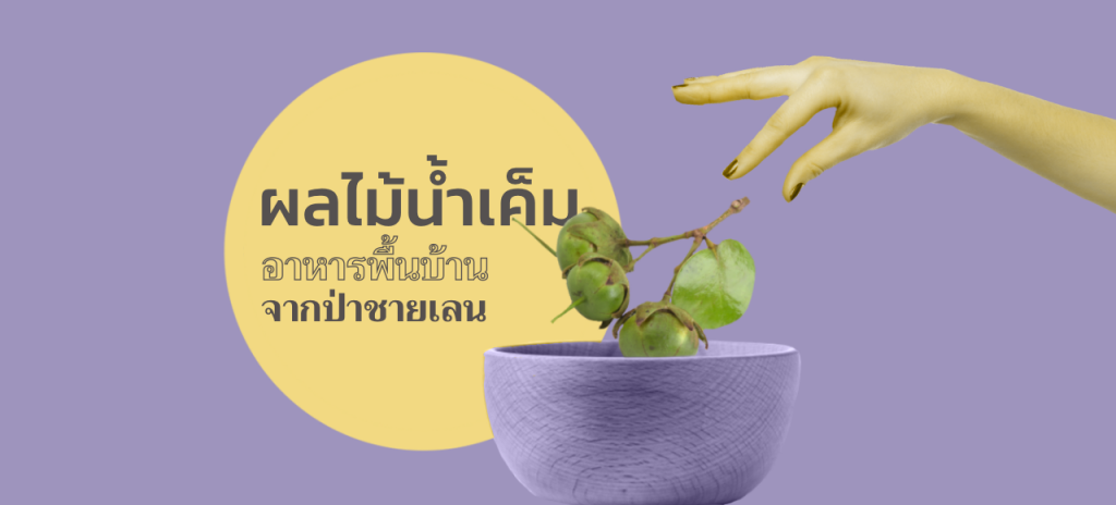 “ผลไม้น้ำเค็ม” อาหารพื้นบ้านจากป่าชายเลน