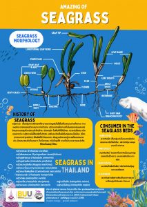 AMAZING OF SEAGRASS