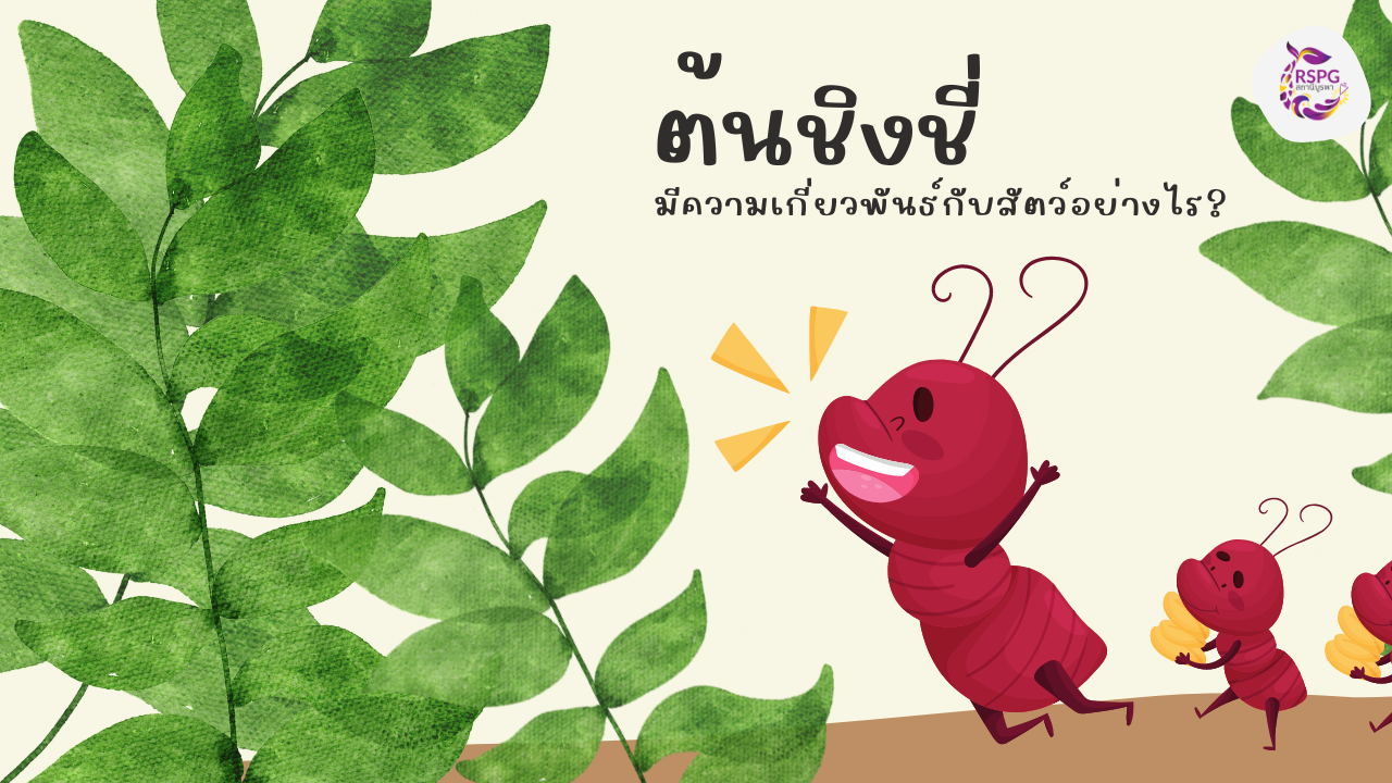 สำรวจทรัพยากร | ต้นชิงชี่มีความเกี่ยวพันธ์กับสัตว์อย่างไร ?