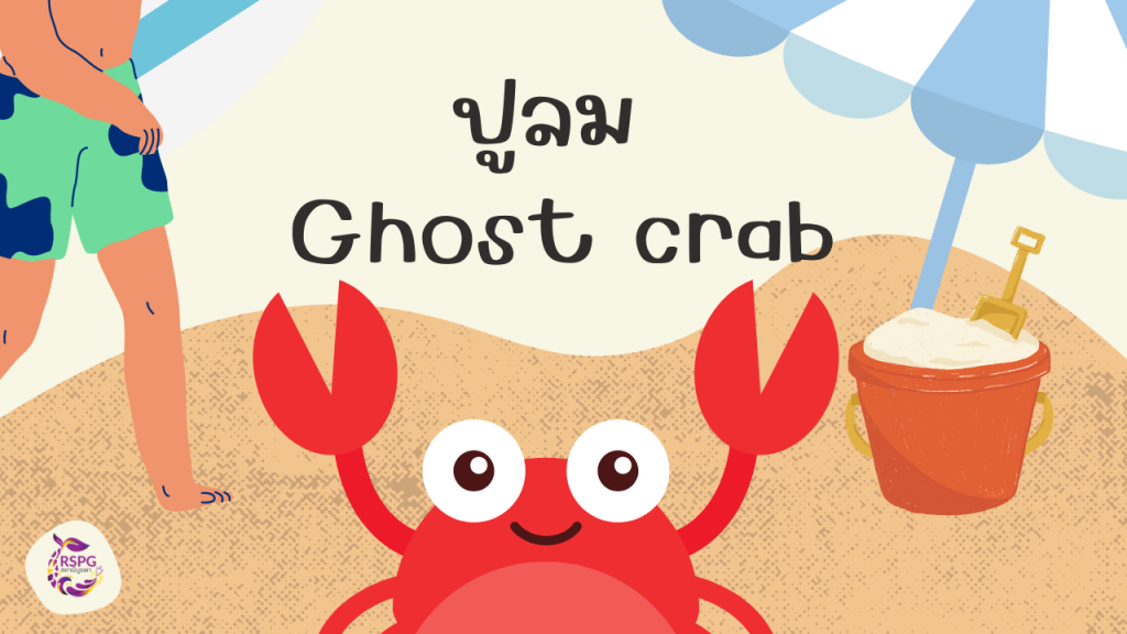 สำรวจทรัพยากร | ปูลม Ghost crab