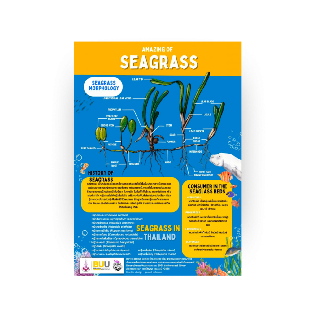 AMAZING OF SEAGRASS