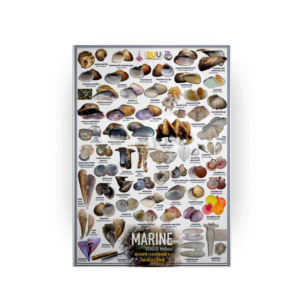 Marine – BIVALVE Mollusc หอยทะเลสองฝาในเมืองไทย