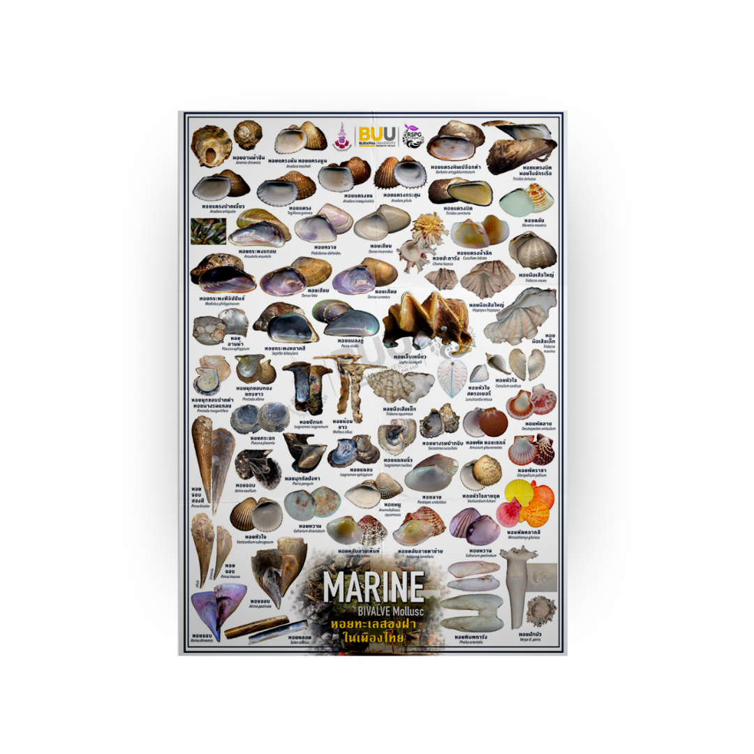 Marine - BIVALVE Mollusc หอยทะเลสองฝาในเมืองไทย