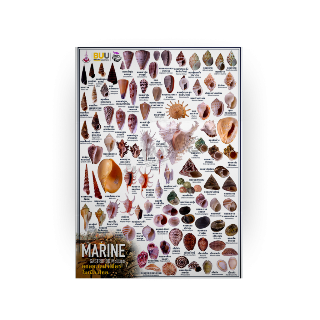 Marine – GASTROPODA Mollusc หอยทะเลฝาเดียวในเมืองไทย