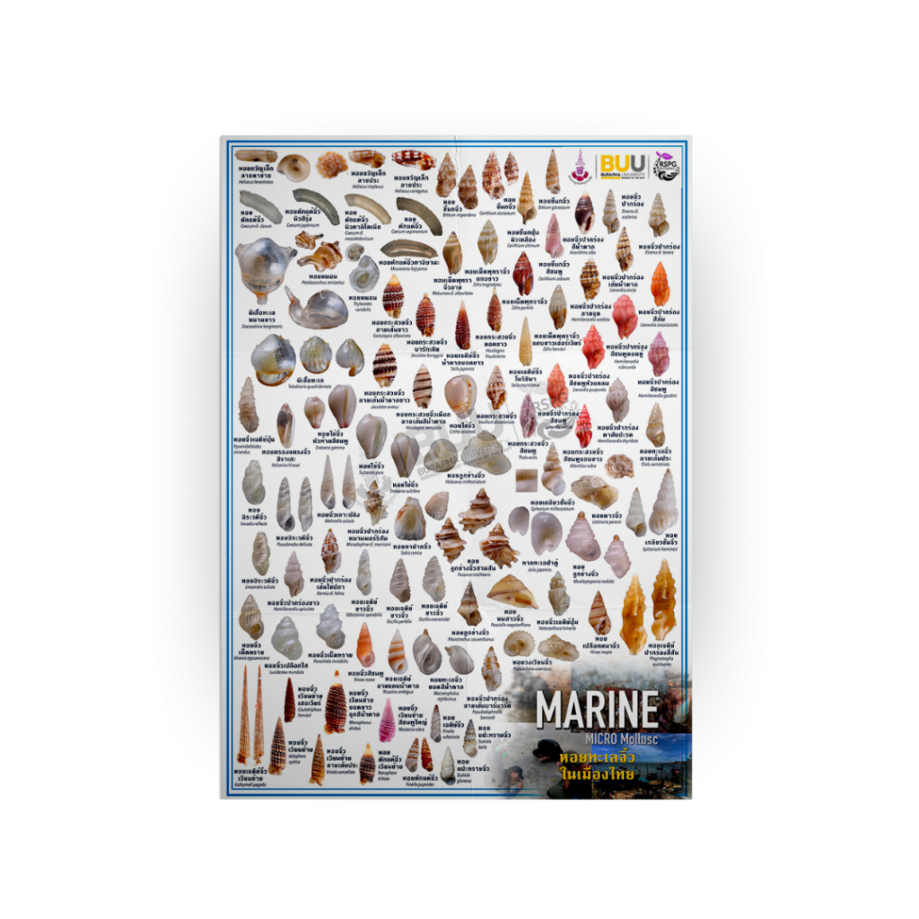 Marine – MICRO Mollusc หอยทะเลจิ๋วในเมืองไทย