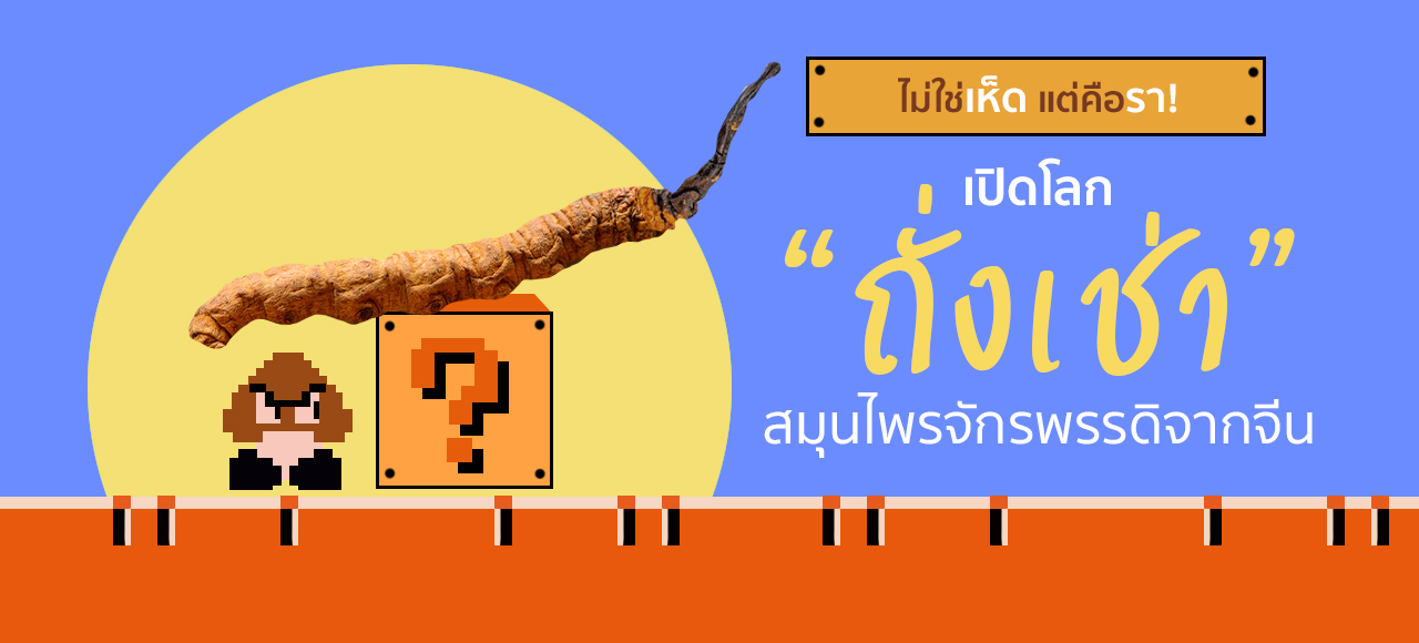 ไม่ใช่เห็ด แต่คือรา ! เปิดโลก “ถั่งเช่า” สมุนไพรจักรพรรดิจากจีน