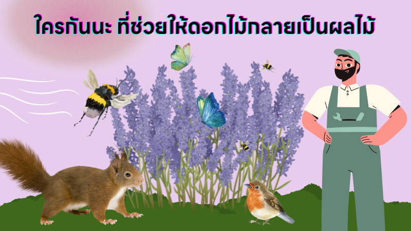 สาระรอบตัว | ใครกันนะ ที่ช่วยให้ดอกไม้กลายเป็นผลไม้ ?