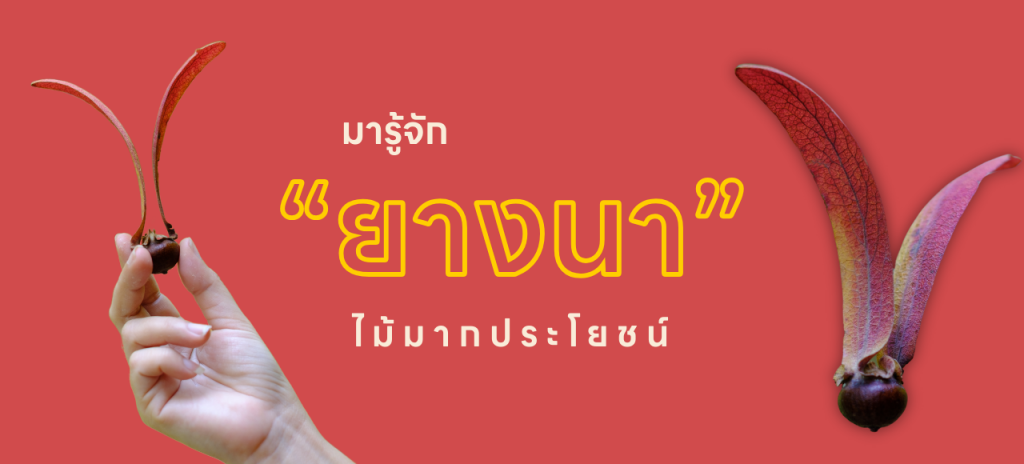 มารู้จัก “ยางนา” ไม้มากประโยชน์