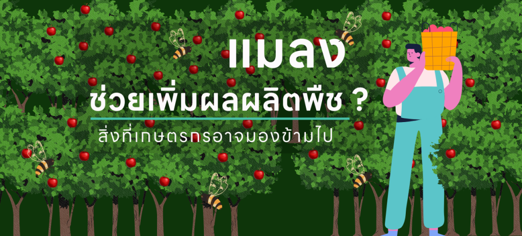 แมลงช่วยเพิ่มผลผลิตพืช ? สิ่งที่เกษตรกรอาจมองข้ามไป